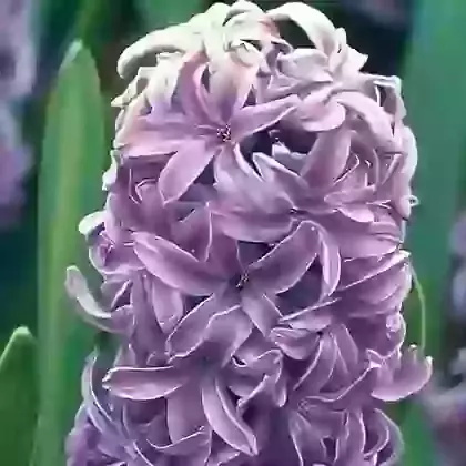 Splendid Cornelia